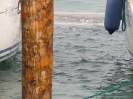 Velencei látogatás, és az Amerigo Vespucci iskolahajó_62